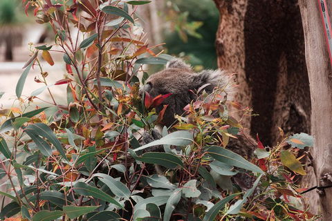 Yanchep & Lancelin - Wildlife, Cave And Sands - Accommodation Redcliffe 1