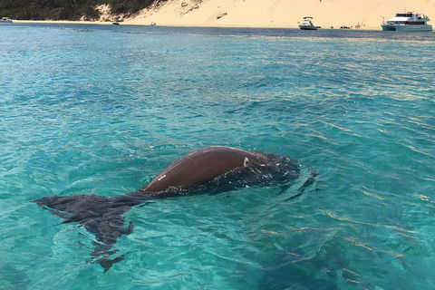 Cruise In Moreton Bay Marine Park And Moreton Island - Accommodation Redcliffe 2
