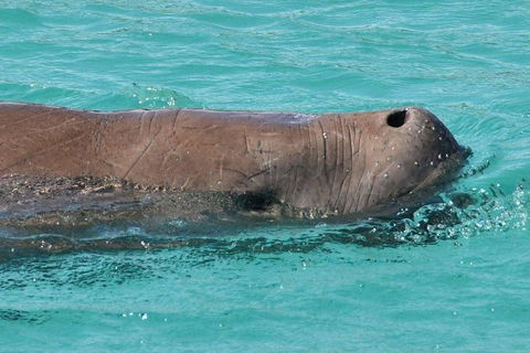 Cruise In Moreton Bay Marine Park And Moreton Island - Accommodation Redcliffe 3