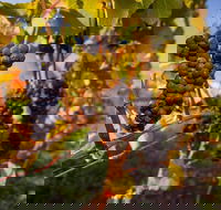 Full Day Tamar Valley Wine Tour - Accommodation Redcliffe