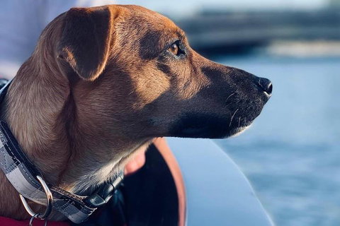 1.5-Hour Boat Rental In Melbourne - Accommodation Redcliffe 0