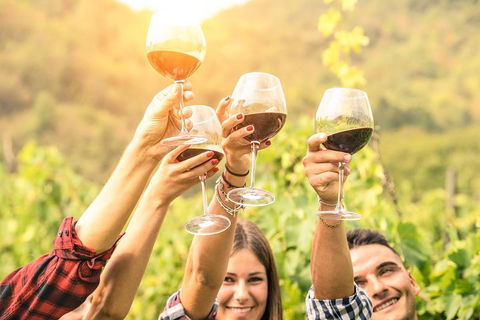 McLaren Vale Luxury Wine Tour - Accommodation Redcliffe 2