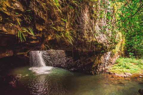 Full-day Springbrook National Park Tour From The Gold Coast - Accommodation Redcliffe 4