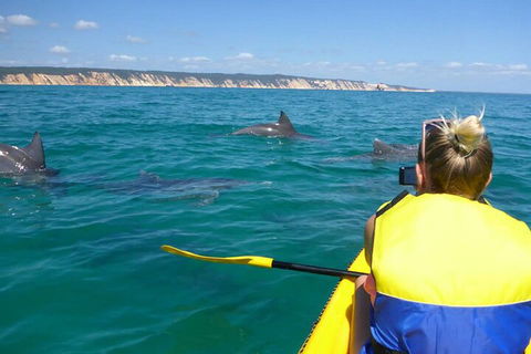 Kayak With Dolphins And 4WD Great Beach Drive Day Trip From Noosa - Accommodation Redcliffe 1