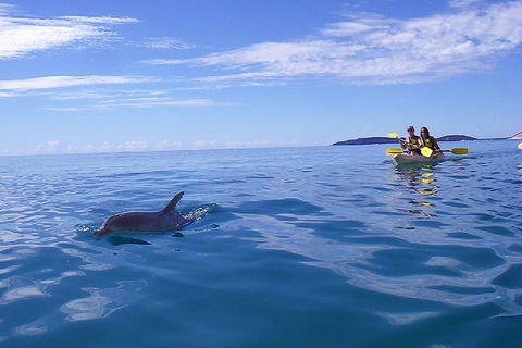 Kayak With Dolphins And 4WD Great Beach Drive Day Trip From Noosa - Accommodation Redcliffe 2