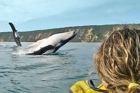 Kayak With Dolphins And 4WD Great Beach Drive Day Trip From Noosa - Accommodation Redcliffe 3