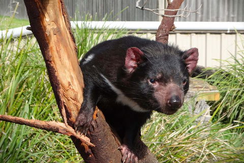 Tasmania 4 Day East Coast + Launceston - Accommodation Redcliffe 2