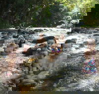 Daintree Rainforest Cape Tribulation Mossman Gorge Small-Group Day Tour - Accommodation Redcliffe