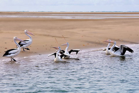 Town Of 1770 Afternoon Cruise - Accommodation Redcliffe 4