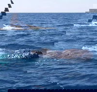 Noosa Whale Watching - Accommodation Redcliffe