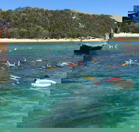 All Inclusive Dolphin and Tangalooma Wrecks Cruise - Accommodation Redcliffe