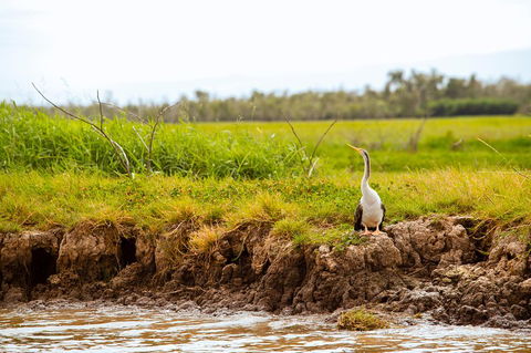 Darwin City Sights And Jumping Crocodile Cruise - Accommodation Redcliffe 2