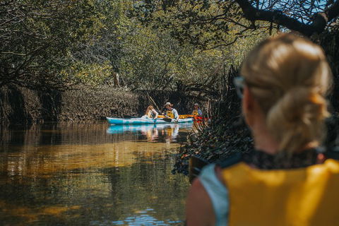 Kayak Tour In Adelaide Dolphin Sanctuary - Accommodation Redcliffe 0