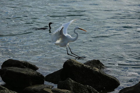 Kayak Tour In Adelaide Dolphin Sanctuary - Accommodation Redcliffe 1