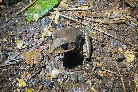 Evening Rainforest & Glow Worm Experience - Accommodation Redcliffe 1