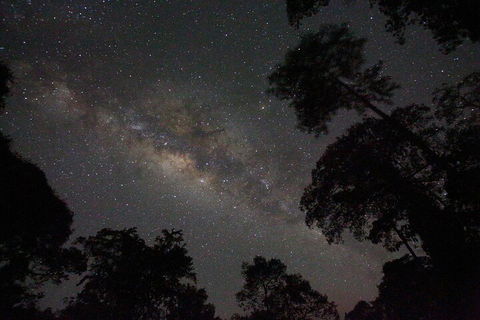 Evening Rainforest & Glow Worm Experience - Accommodation Redcliffe 4