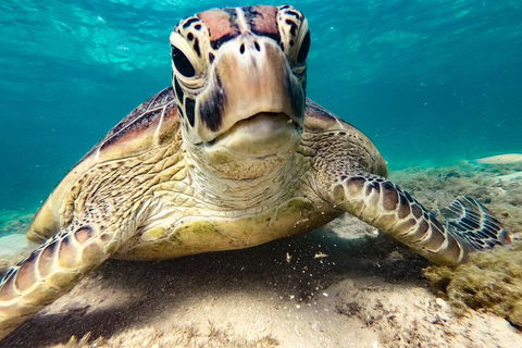 Sail, Snorkel, SUP & Kayak Charter Whitsundays - Accommodation Redcliffe 0