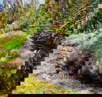Cradle Mountain National Park Day Tour from Launceston - Accommodation Redcliffe