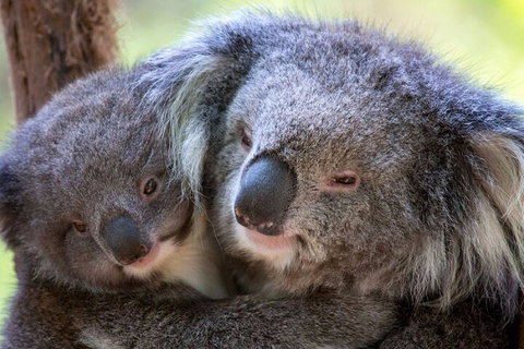 Half-Day Or Full-Day Tour With Private Guide From Melbourne - Accommodation Redcliffe 1