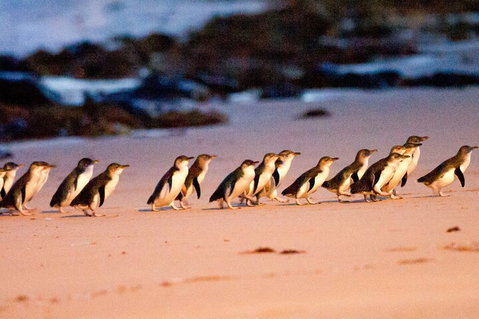 Half-Day Or Full-Day Tour With Private Guide From Melbourne - Accommodation Redcliffe 5