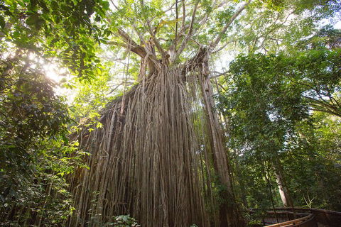 Double Pack-Ancient Rainforest And Waterfalls! - Accommodation Redcliffe 5