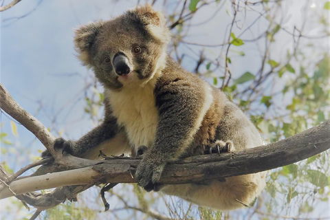 Kangaroo Island Scenic Trail Tour - Accommodation Redcliffe 2