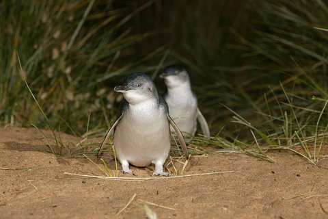 Phillip Island Penguin, Brighton Beach, Moonlit Sanctuary From Melbourne - Accommodation Redcliffe 2