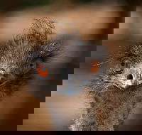 Currumbin Wildlife Sanctuary General Entry Ticket - Accommodation Redcliffe
