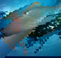 Great Barrier Reef Snorkeling and Diving Cruise from Cairns - Accommodation Redcliffe