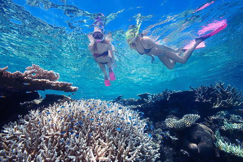Great Barrier Reef Scenic Helicopter Tour And Cruise From Cairns - Accommodation Redcliffe 3
