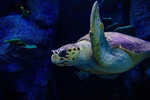 Sydney Attractions Pass: SEA LIFE Aquarium, Sydney Tower Eye, WILD LIFE Zoo And Madame Tussauds - Accommodation Redcliffe 1