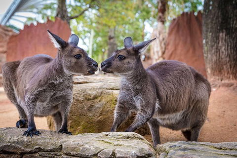 Sydney Attractions Pass: SEA LIFE Aquarium, Sydney Tower Eye, WILD LIFE Zoo And Madame Tussauds - Accommodation Redcliffe 5