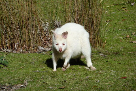 7-Day Super Value Tour Of Tasmania: Explore Tasmania's West And East Coasts - Accommodation Redcliffe 1