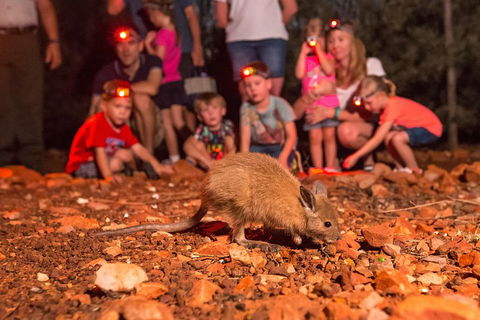Alice Springs Desert Park Nocturnal Tour - Accommodation Redcliffe 1