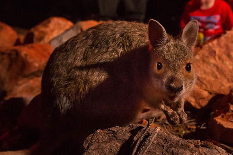 Alice Springs Desert Park Nocturnal Tour - Accommodation Redcliffe 3