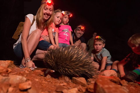Alice Springs Desert Park Nocturnal Tour - Accommodation Redcliffe 5