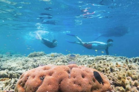 Great Barrier Reef Day Cruise To Reefworld - Accommodation Redcliffe 1