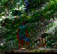 Full Day Daintree Rainforest and Mossman Gorge Tour - Accommodation Redcliffe