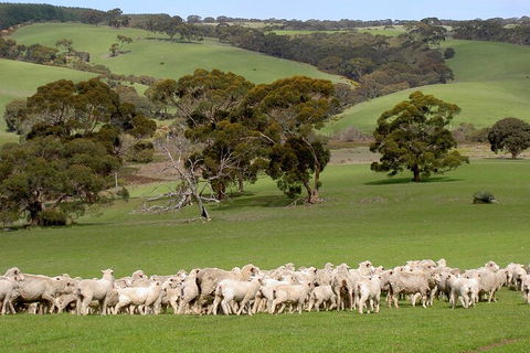 Kangaroo Island Luxury Small Group 'Island Life' Full Day Tour - Accommodation Redcliffe 1