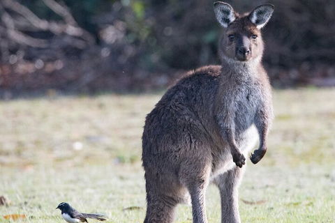 Kangaroo Island Luxury Small Group 'Island Life' Full Day Tour - Accommodation Redcliffe 2