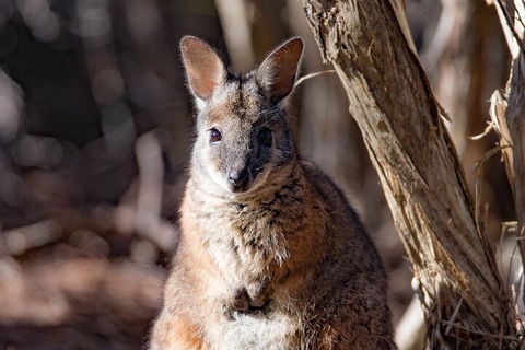 Kangaroo Island Luxury Small Group 'Island Life' Full Day Tour - Accommodation Redcliffe 3