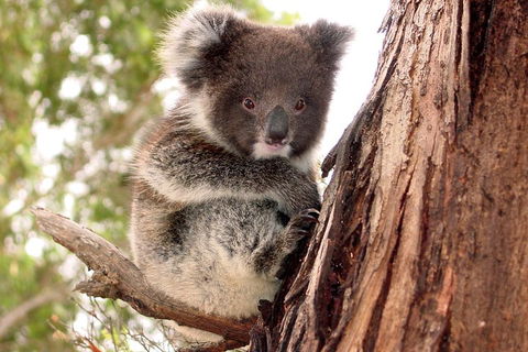 Kangaroo Island Luxury Small Group 'Island Life' Full Day Tour - Accommodation Redcliffe 4