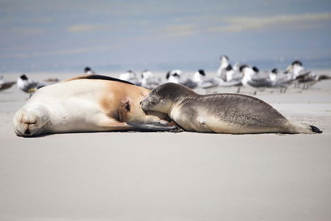 Kangaroo Island Luxury Small Group 'Island Life' Full Day Tour - Accommodation Redcliffe 5
