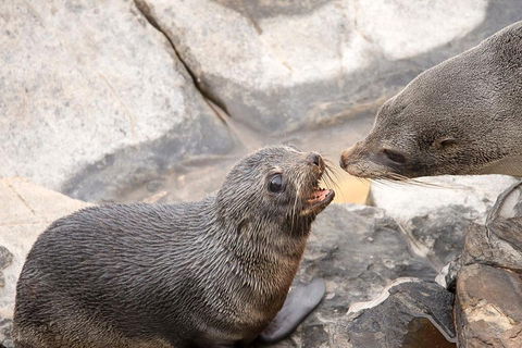 Kangaroo Island Luxury Small Group 'Flinders Chase Focus' Full Day Tour - Accommodation Redcliffe 2
