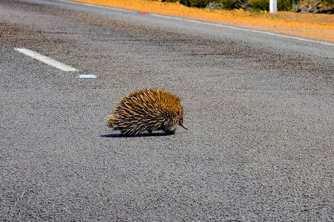 Kangaroo Island Luxury Small Group 'Flinders Chase Focus' Full Day Tour - Accommodation Redcliffe 3