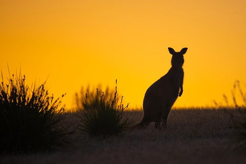 Kangaroo Island Luxury Small Group 'Flinders Chase Focus' Full Day Tour - Accommodation Redcliffe 5