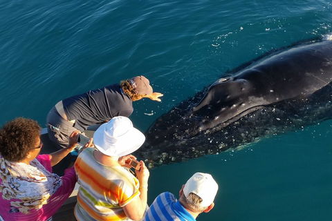 AOC Whale Watching From Broome - Accommodation Redcliffe 0