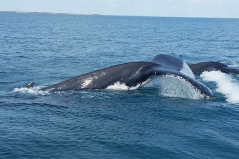 AOC Whale Watching From Broome - Accommodation Redcliffe 1