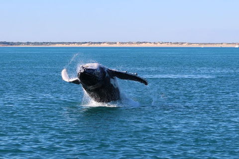 AOC Whale Watching From Broome - Accommodation Redcliffe 2