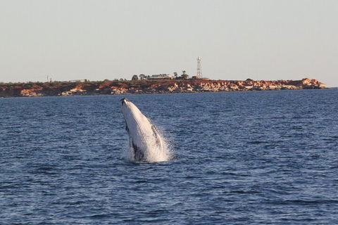 AOC Whale Watching From Broome - Accommodation Redcliffe 3